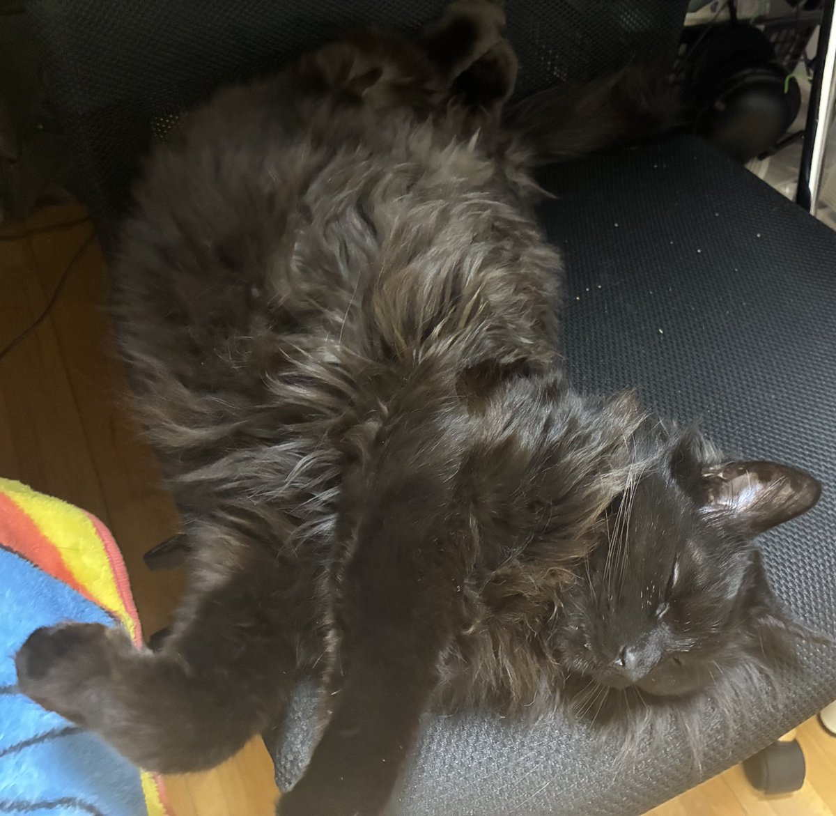 俺がドラクエやってる隣の椅子にねこまどう落ちてた