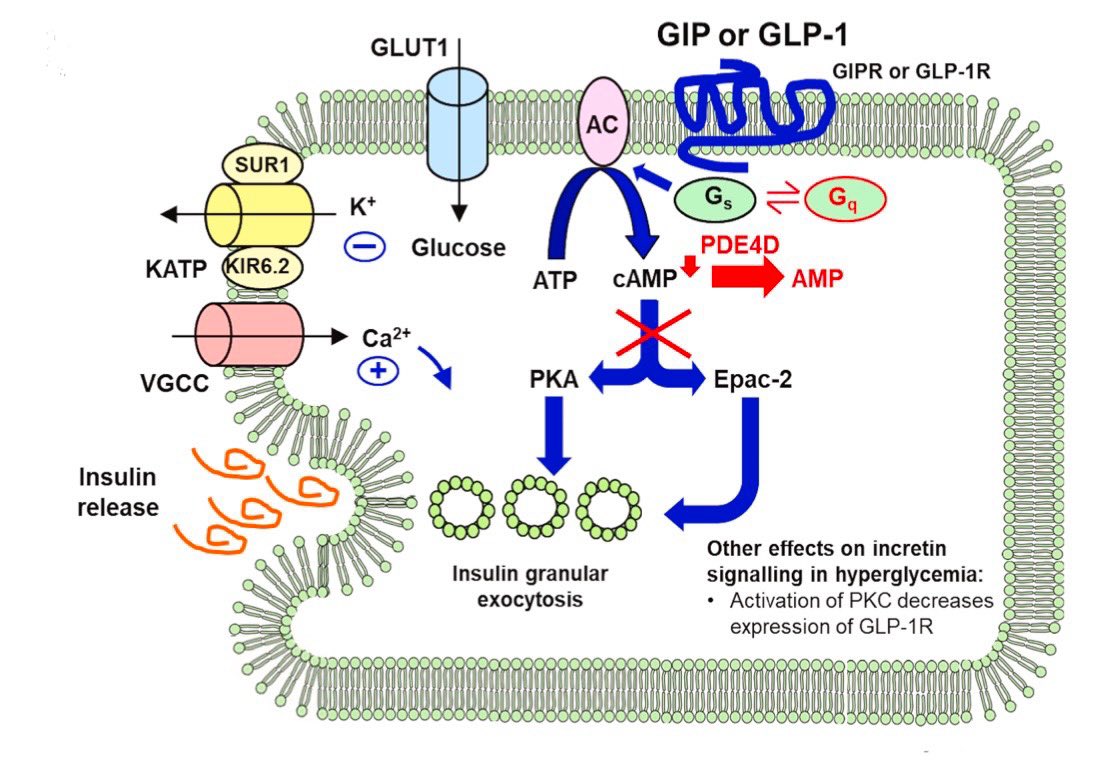 Paul J Thornalley tweet media
