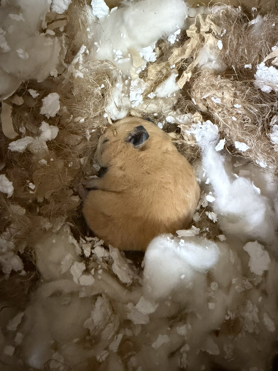 本日、娘が飼育していたキンクマハムスターが旅立ちました。２年というハムスターの平均的な寿命であったが、我が家にきて幸せだったのだろうか？🐹娘に生き物を飼う楽しさと責任、何より命の授業をしてくれてありがとう！安らかにお眠りください