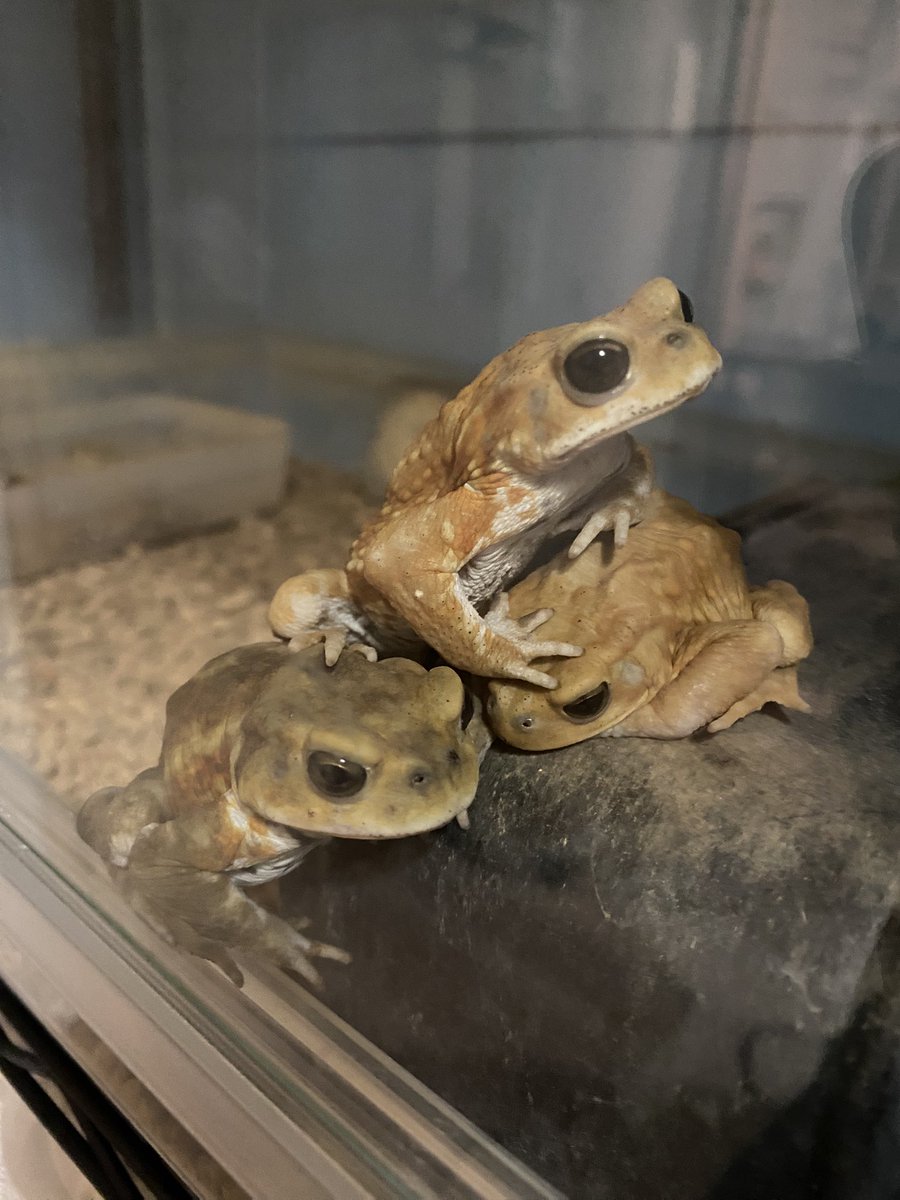 踏みつけてますよ！🐸