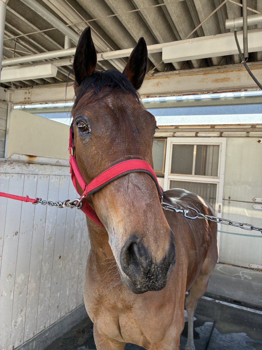 [スティルアイライズ]

昨日のレースをもって、
スティルアイライズは中央競馬を抹消することになりました。

結果がすべての世界で、
最後まで全力で走り切ってくれたことに、ただ感謝しかありません。

ここまで支えてくださった
厩舎関係者の皆さま、育成・生産に関わってくださった方々、