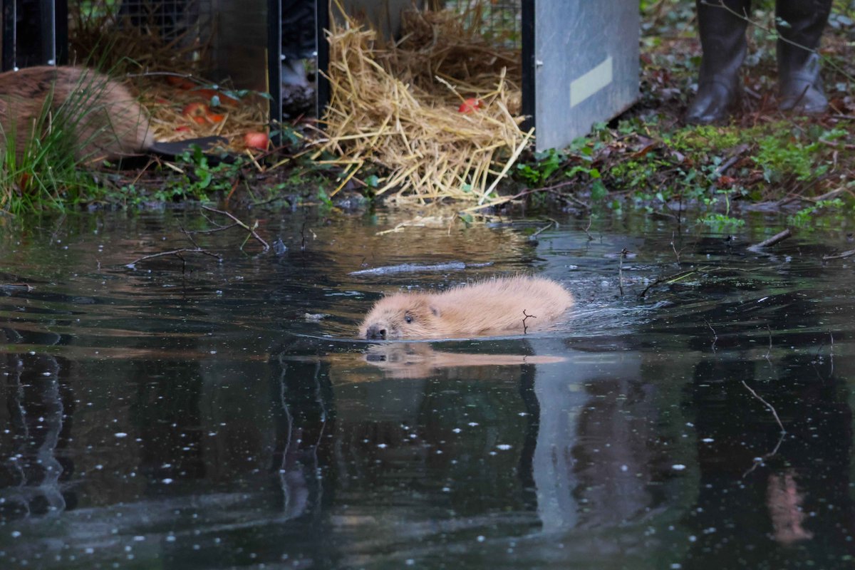 Beaver Trust tweet media