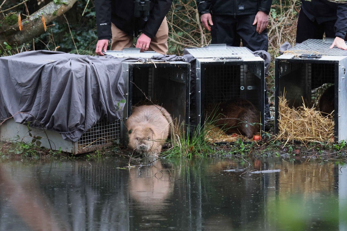 Beaver Trust tweet media