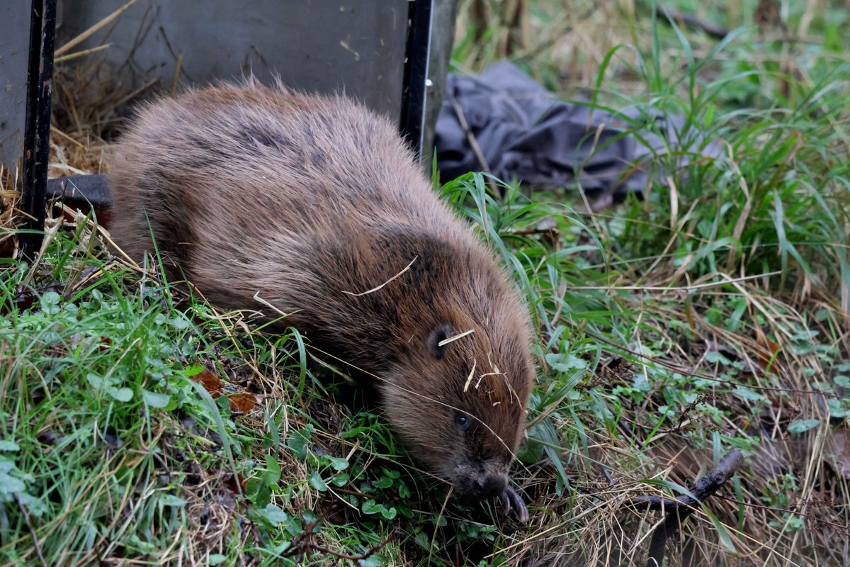 Yesterday, the <a href="/nationaltrust/">National Trust</a> released a family group and a pair of Eurasian beavers at two sites as part of a wider release across the Holnicote Estate on Exmoor in Somerset. This is the second licensed wild release by the National Trust, following the first in Dorset last year.