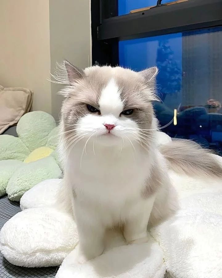 justmeowthings's tweet photo. @youcantseemezzz Ikuuuut https://t.co/xEYdjmxL84