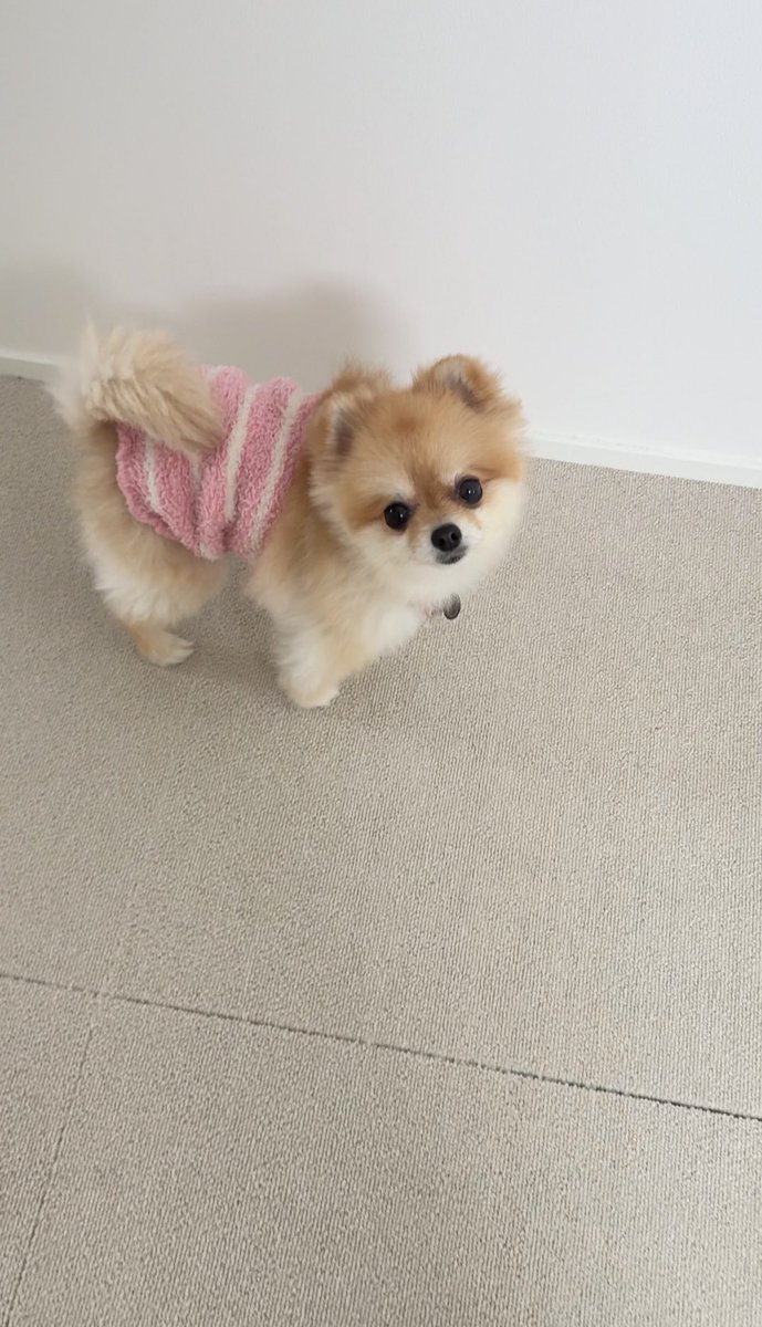 Pomeranian0222's tweet image. トイレの出待ち🐶