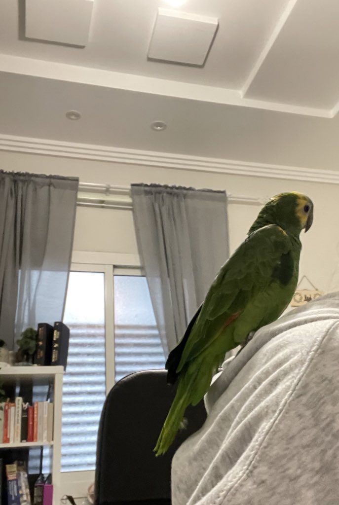 ريتال tweet media