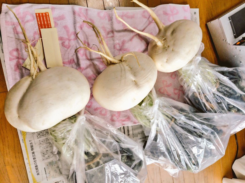 明日鹿児島に参ります。
昨年の10月、鹿児島のシンボル桜島にて農園を営む猪飼農園さんの畑で豊作祈願の神楽を奉納させて頂きましたところ、そのあと植えた桜島大根が大豊作となりました！