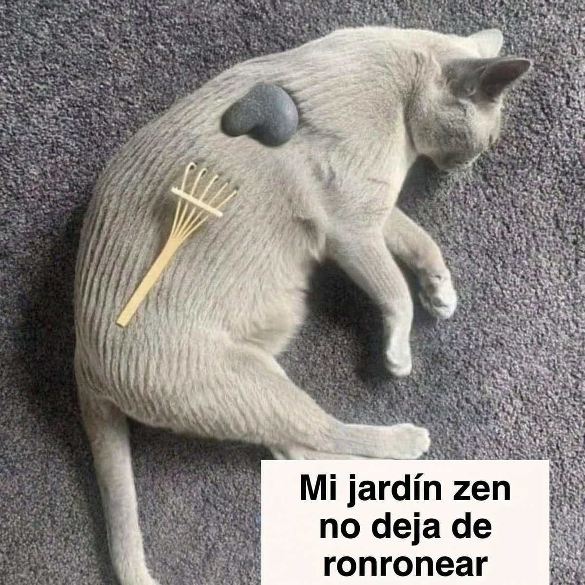 EsosGatosLocos's tweet image. 