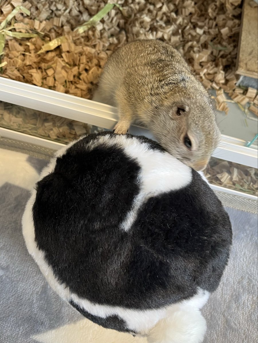 🐿️なにこれー？
スンスン、匂いチェック！

#リチャードソンジリス