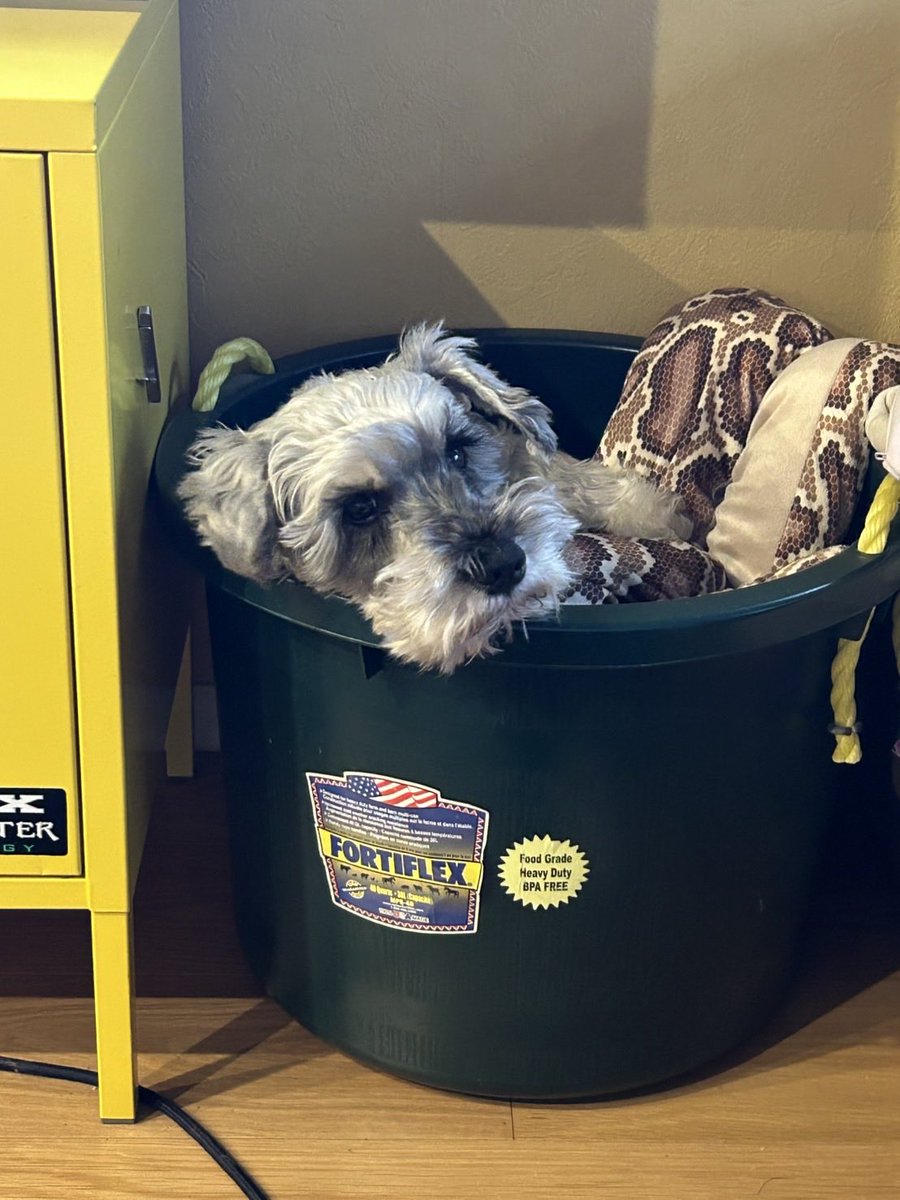 17mi_'s tweet photo. 家帰ってきたらここ
どうやってどうしたんや、、
#ミニチュアシュナウザー
#犬 https://t.co/seOFk0aBMy