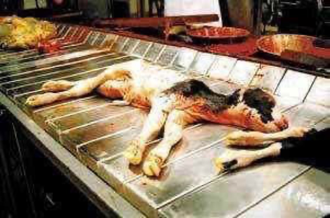 According to the British Cattle Veterinary Association, 150,000 pregnant cows are sent to slaughter each year. At least 40,000 of these cows are in the last stages of their pregnancy and are bearing calves who may be capable of independent life.

#februdairy #calving26 #milk365