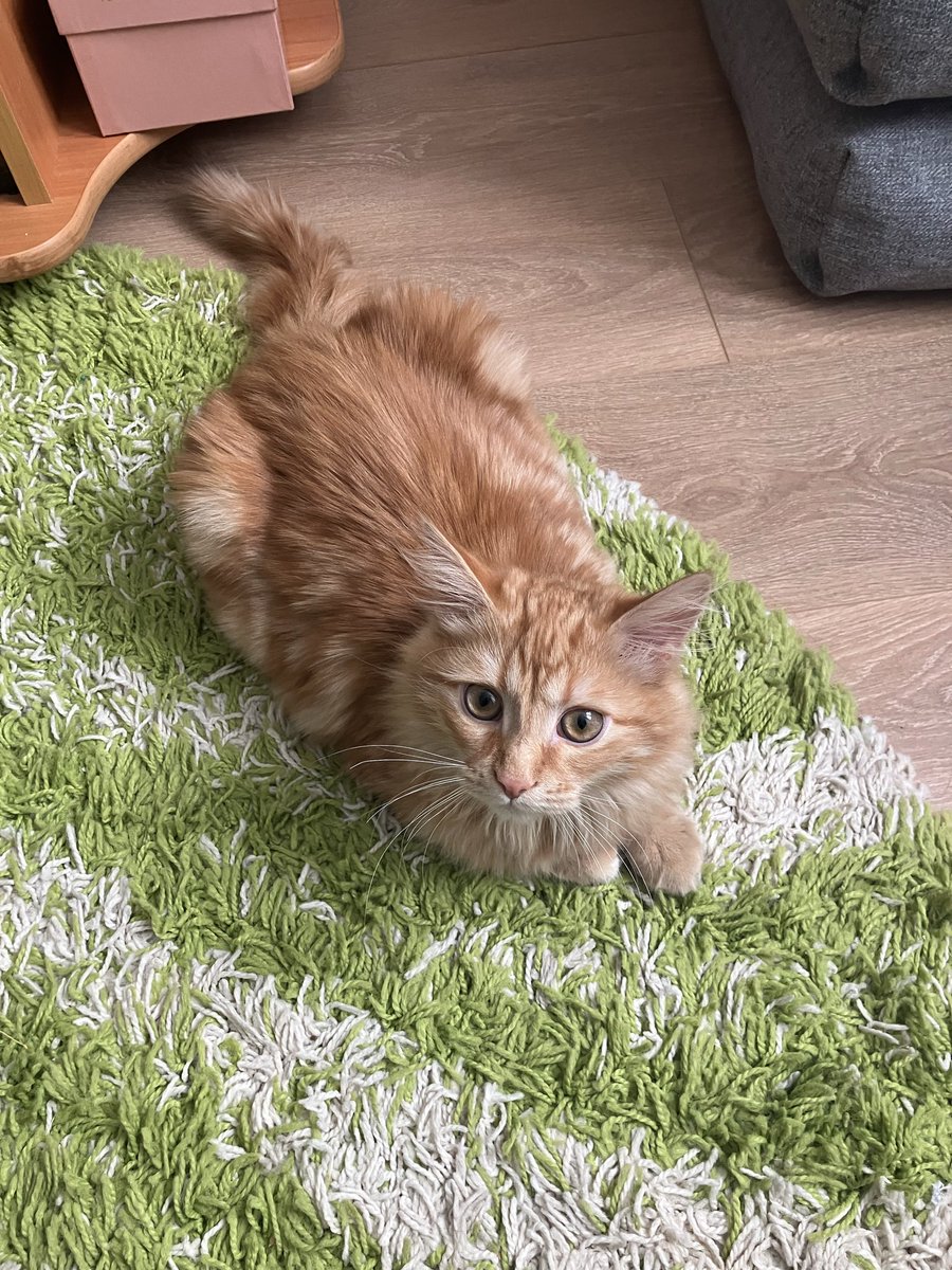 Сами много кота зовут Персик.
Я решил, что это недостаточно героично и временно переименовал его в Персиваля. 
Рыцарь Грааля вашему вниманию: