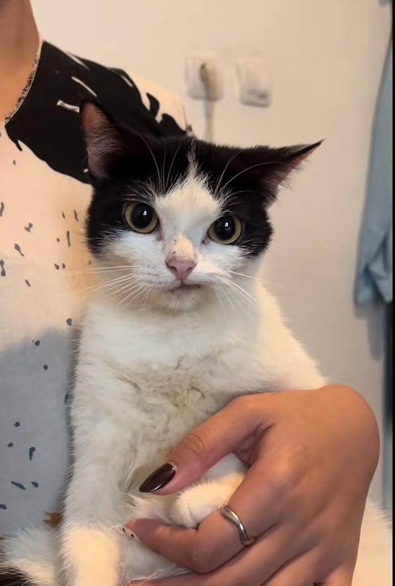 ohyulugm's tweet image. nemu kucing ini oyul bgt