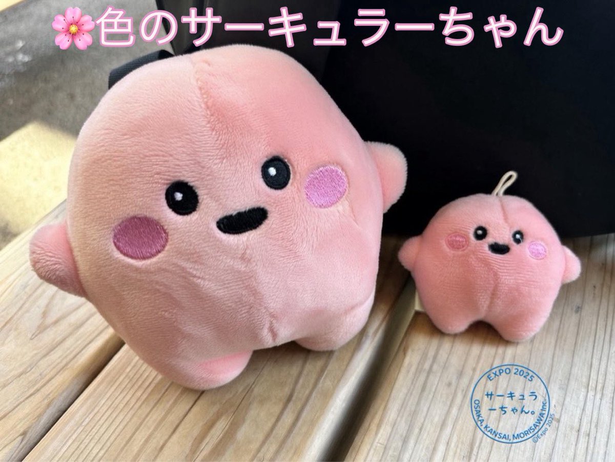 サクラちゃんは明日か最終日か？😚 それとも桜の季節に発表かなぁ