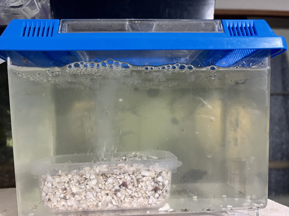 あんなにあった投げ込みがなかったので、牡蠣殻からエアーを出しておいた
後で買ってきてやるからな〜