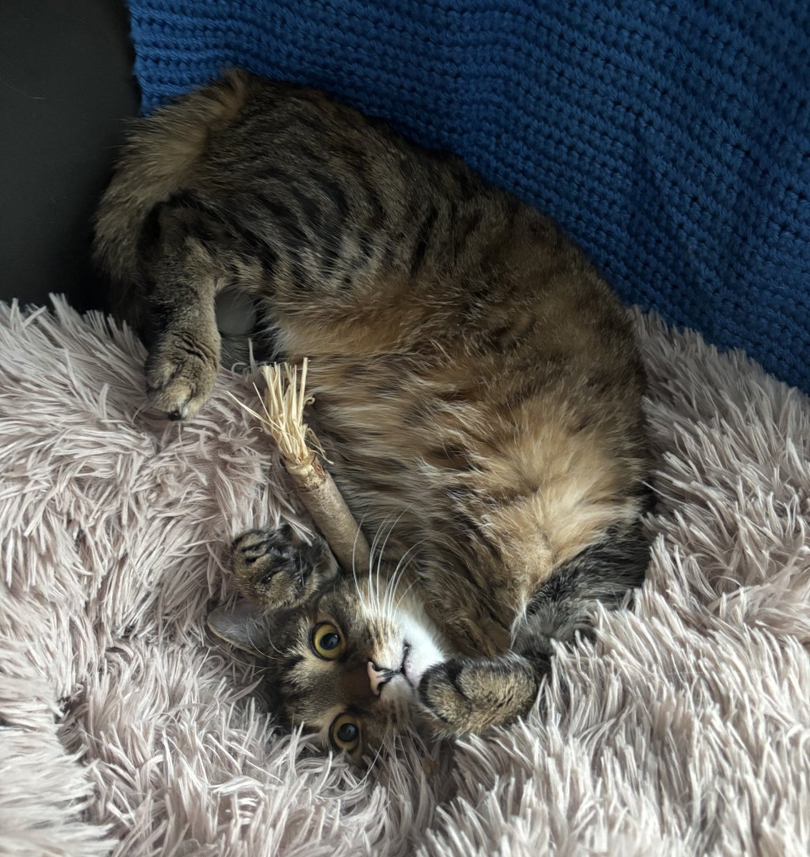 TheSpaceCoder tweet media