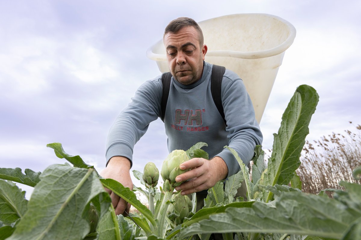 AgroNews Comunitat Valenciana tweet media