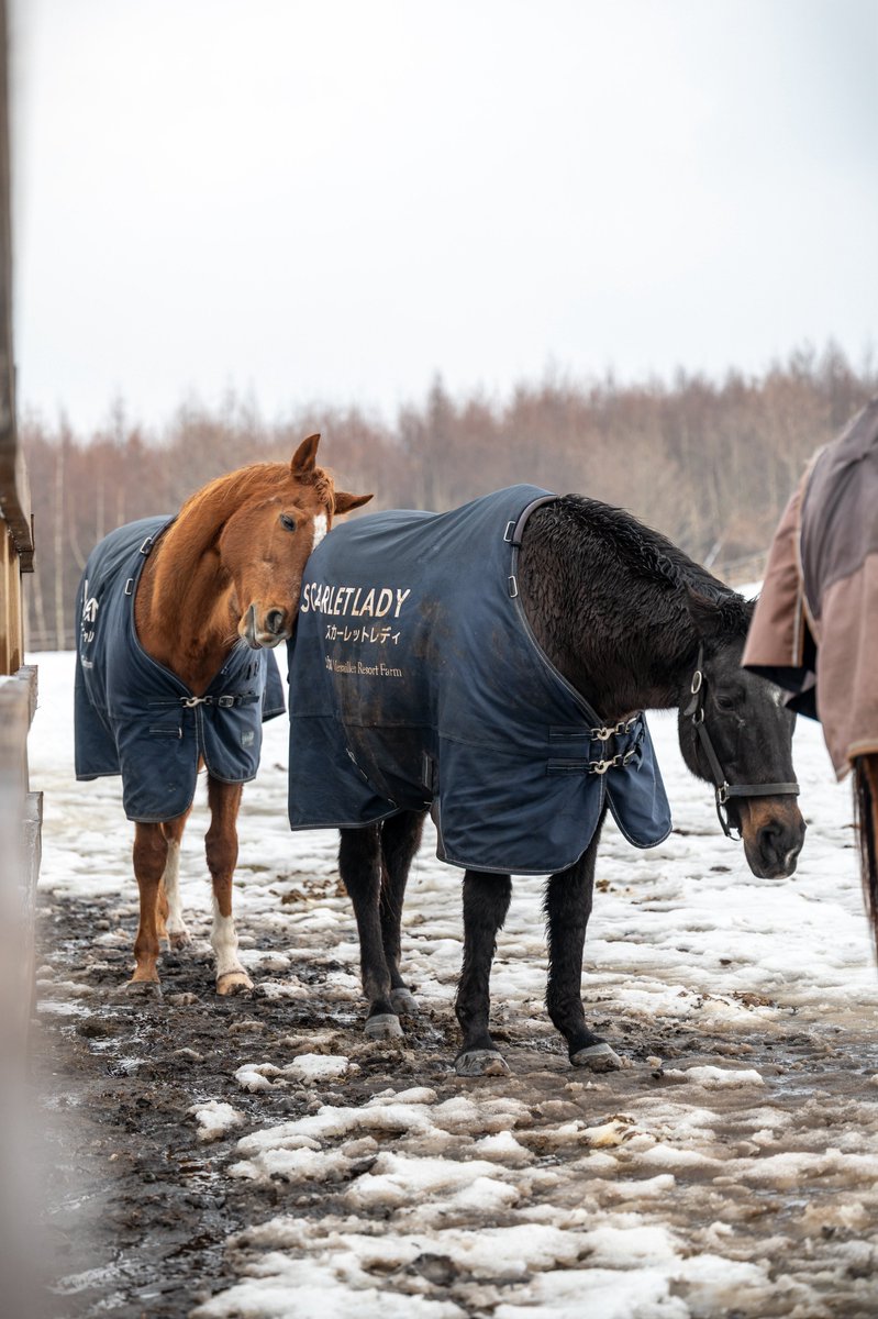 なんか‥隠し撮りみたいな構図に笑

レディさんにスリスリする
ウットリジャパン🥹

#Yogiboヴェルサイユリゾートファーム 
#アドマイヤジャパン
#スカーレットレディ
