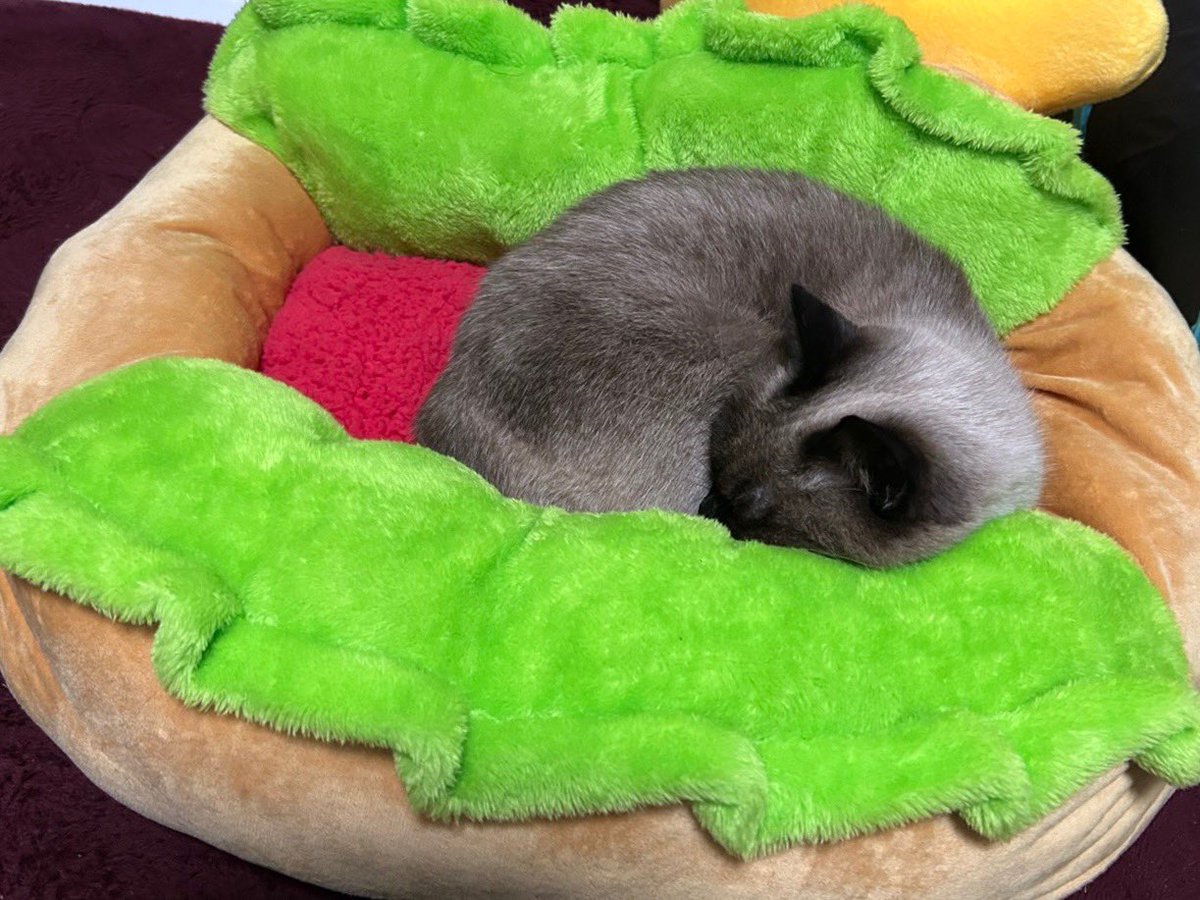 ホットドッグキャット🌭