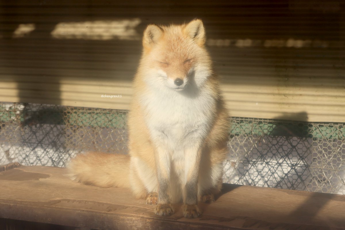 For the passengers who visit the Kitakitsune Farm or Zao Fox Village:
Watch out for your belongings! If a fox eat dropped things such as gloves, hand warmers, plastic bags, etc... he perhaps die.
If you see a fox is bringing dropped things, please notify staffs immediately.