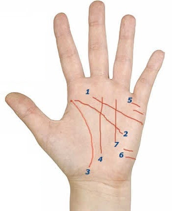 AVUÇ OKUMA: BELİRTİLER VE ANLAMLARI

○ Yaşam çizgisi kısa → Enerji düşüklüğü, sık hastalanma eğilimi

○ Yaşam çizgisi uzun ve derin → Güçlü yaşam enerjisi, dayanıklılık

○ Yaşam çizgisi çatallı → Hayat yönünde değişim, yol ayrımı

○ Baş çizgisi kısa → Pratik zihin, çabuk