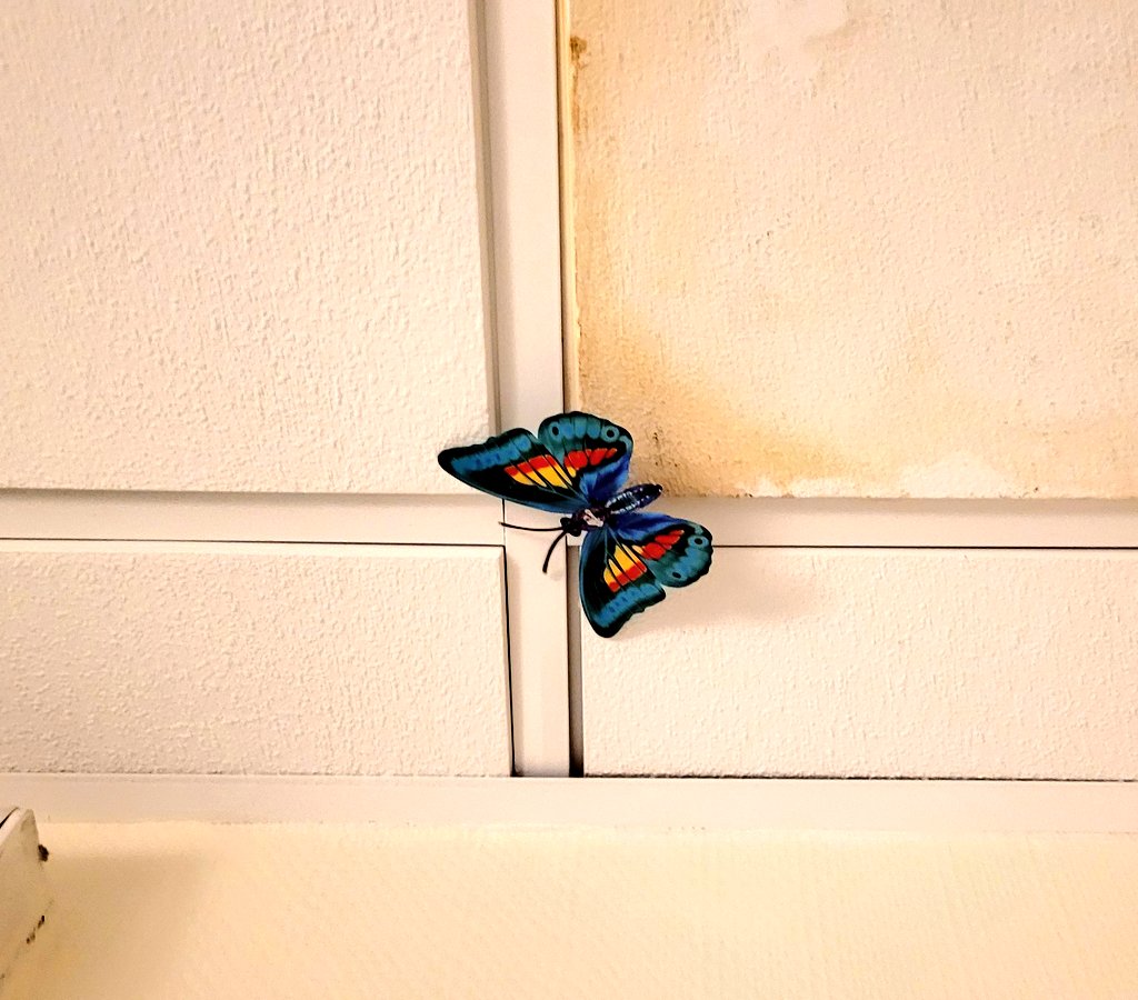 Josefa Paredes tweet media