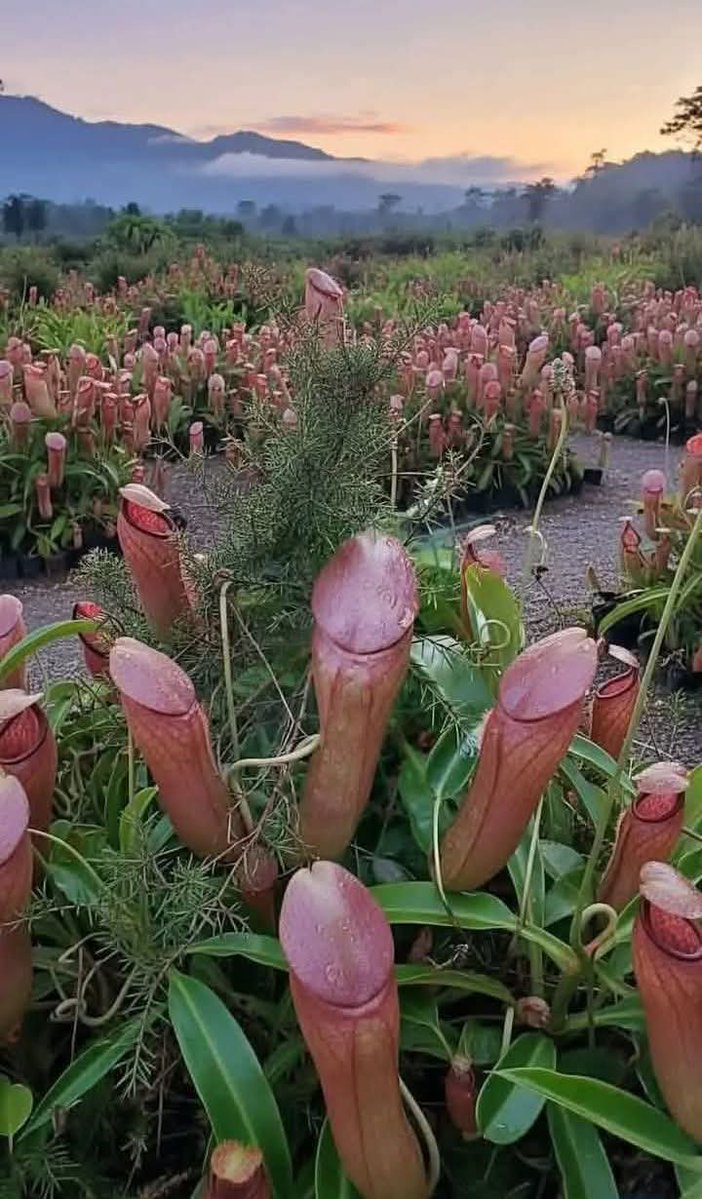 Ruth77745's tweet image. Lollipop farm