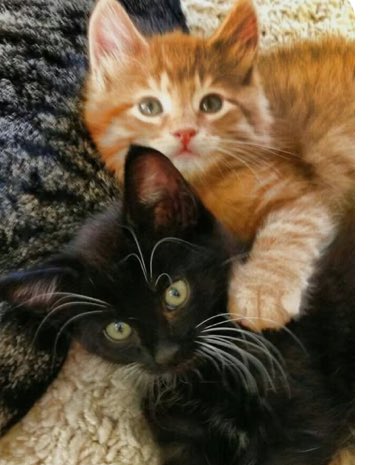 bir saman sarısı bir duman karası #isfad