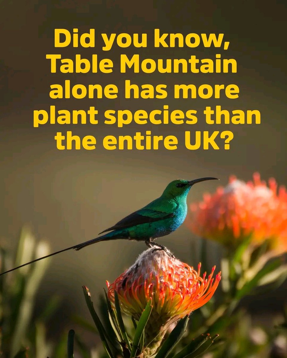 Table Mountain - home to over 2,200 plant species, many found nowhere else on Earth. That’s more than the entire British Isles. 

facebook.com/10006826653957…