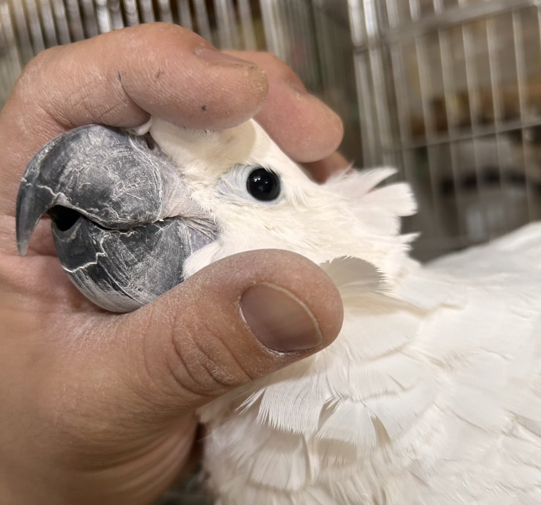 みっきー。(美樹)(自宅を小さな保護施設にしたい) tweet media