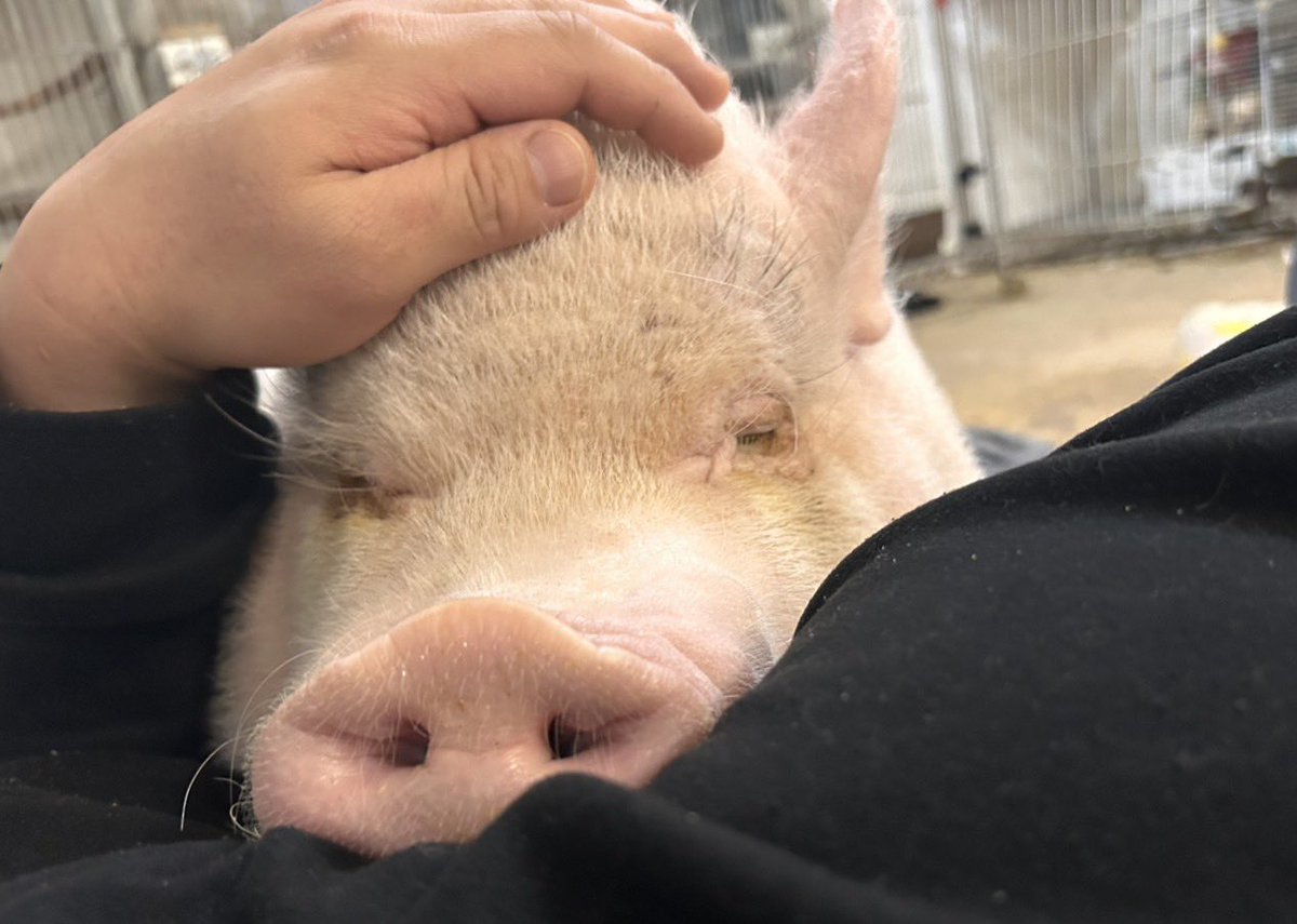 みっきー。(美樹)(自宅を小さな保護施設にしたい) tweet media