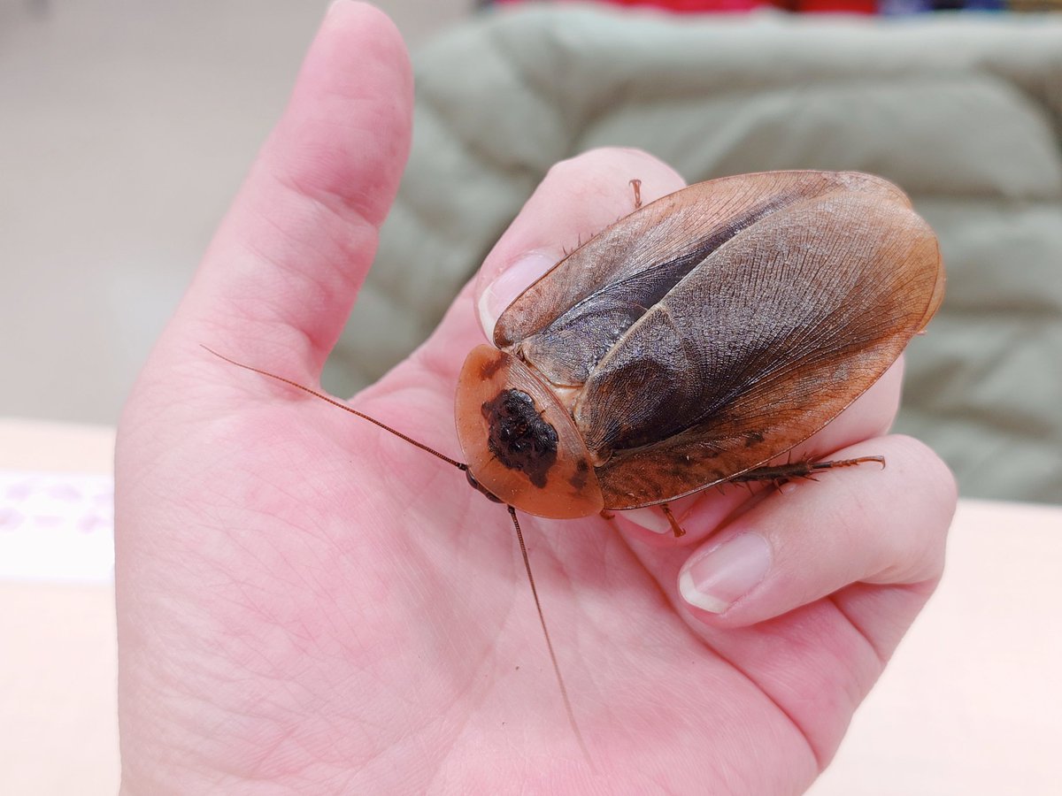 ゴキブリふれあい会！ジャイアントウッドゴキブリちゃん！！でかい