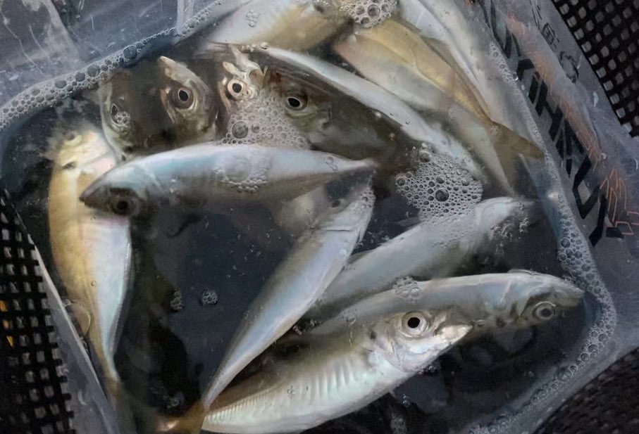 釣ってる時だけ無心