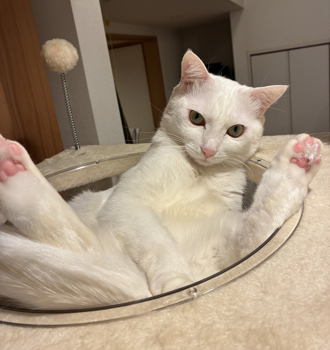 しるく tweet media