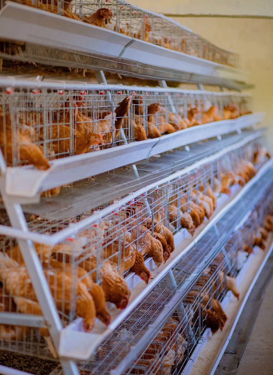 LegenceThe's tweet image. Successful egg production starts before the first egg. Proper pullet management, correct body weight, gradual feed transition, lighting control, and full vaccination determines peak performance. At @LegenceThe, strong layers are prepared early.

#LayerFarming #PoultryManagement