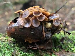 Eikelbekertje. Nieuw op #Zwammen van de #Wadden. Zie hier: wadzwam.blogspot.com/2026/02/eikelb… <a href="/NatureTodayNL/">NatureTodayNL</a>