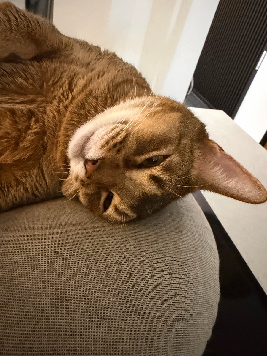 挪挪nuonuo tweet media