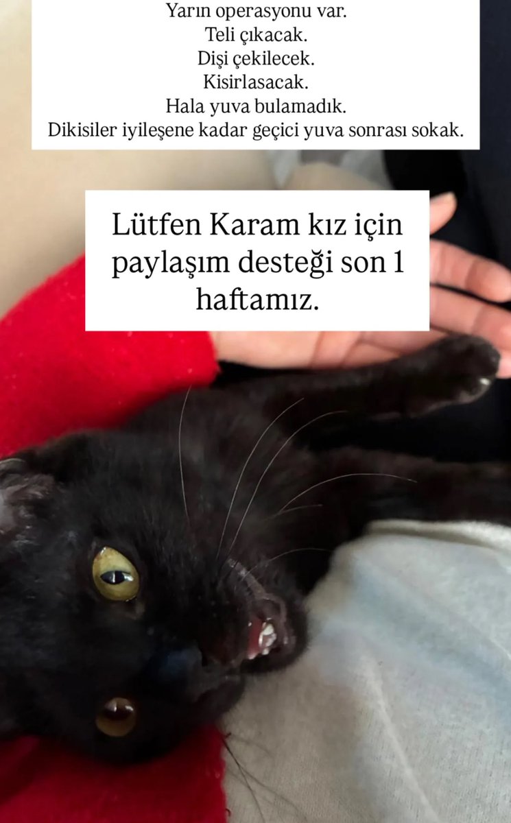 Karam yarın kısırlaşıyor. Şiddet gördüğü sokaklara geri dönmesin 😞 son 1 haftası var. Tekirdağ’dayız