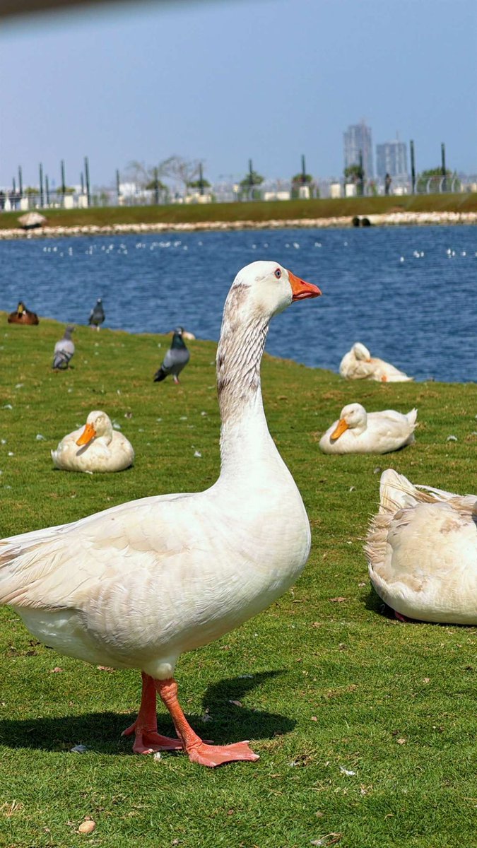 ابراهيم القحطاني ✪ ‏𝙰𝙱𝚁𝙰𝙷𝙸𝙼 📸 tweet media