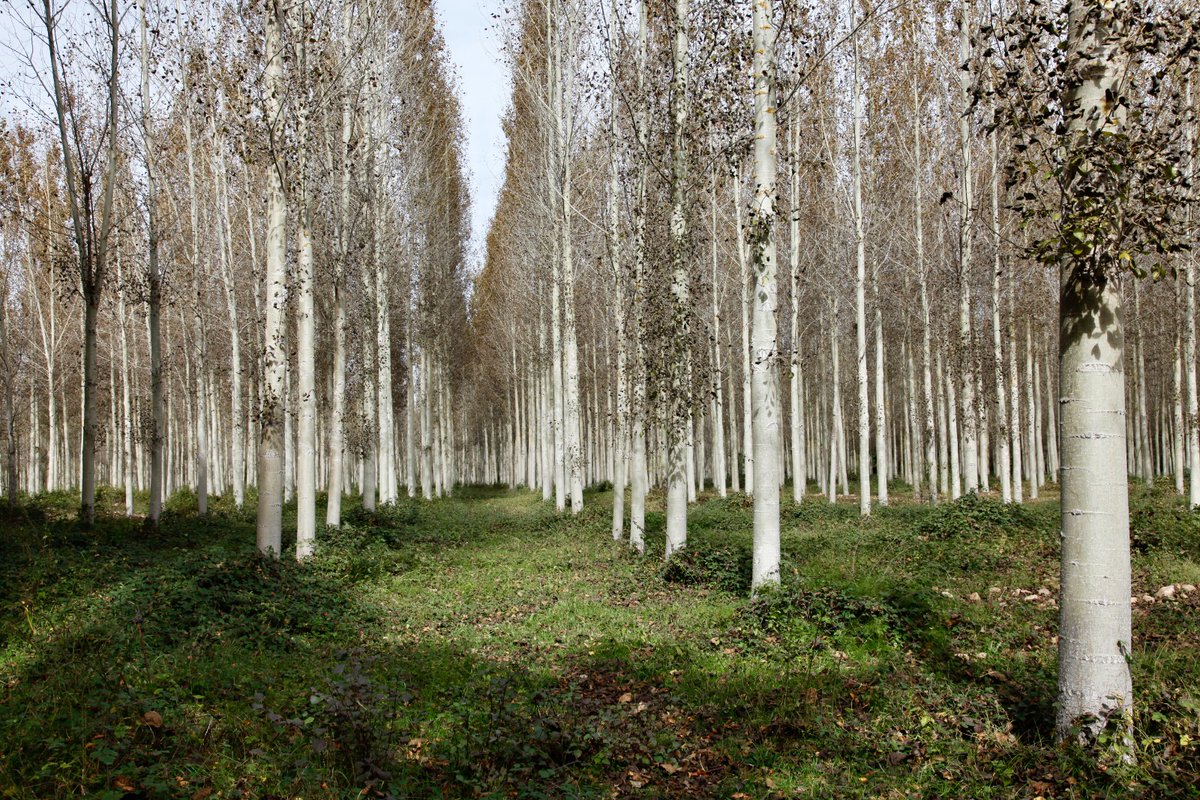 naturalezacyl's tweet image. Las choperas forman parte del paisaje social y cultural de numerosos pueblos de #CyL.
✅Ocupan más de 44.000 ha, el 1,10 % de la superficie forestal arbolada,
✅Aportan el 22 % de las cortas de madera en rollo de la región
Un recurso renovable muy importante para sus propietarios
