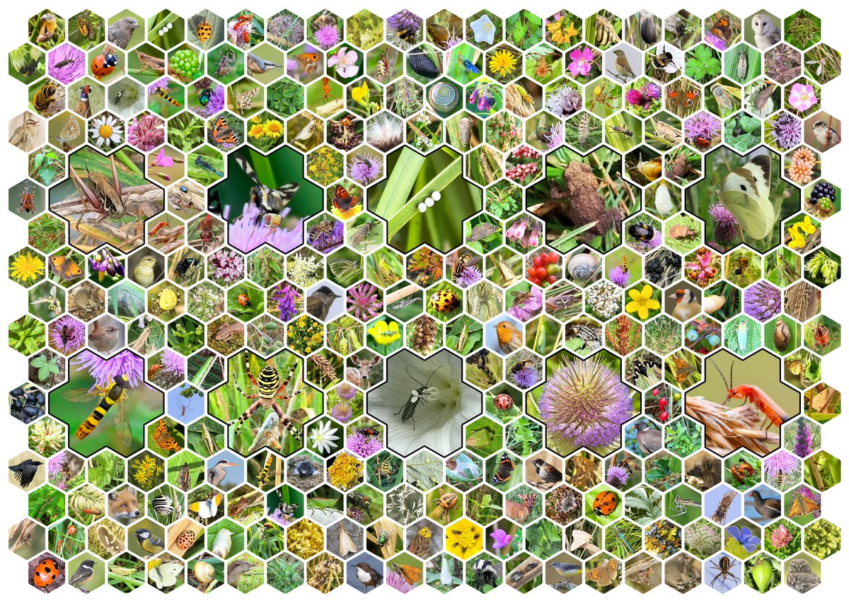 Vegan Land Movement tweet media