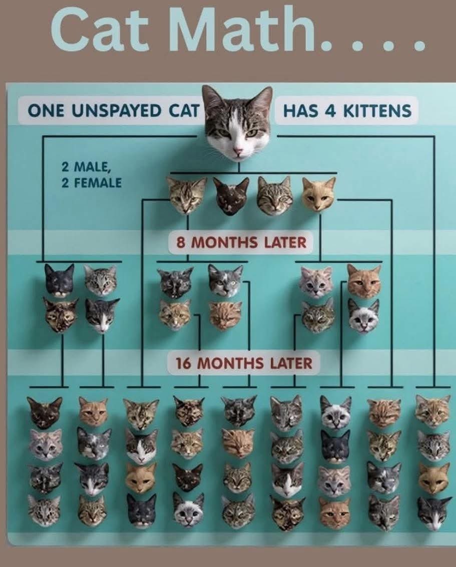 ishstara's tweet photo. Sadly, the @GMB wasted that opportunity to raise awareness about neutering cats; the lack of insight made me switch over! People who love their Cats PROTECT THEM. Boys roam, fight &amp; end up severely injured, and girls are repeatedly impregnated and the kittens - what happens?? https://t.co/Ch3EQ0KPdw