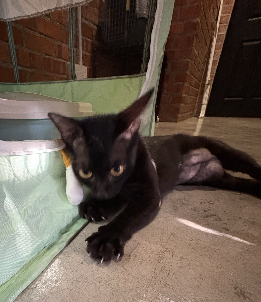 min min 🐱 tweet media