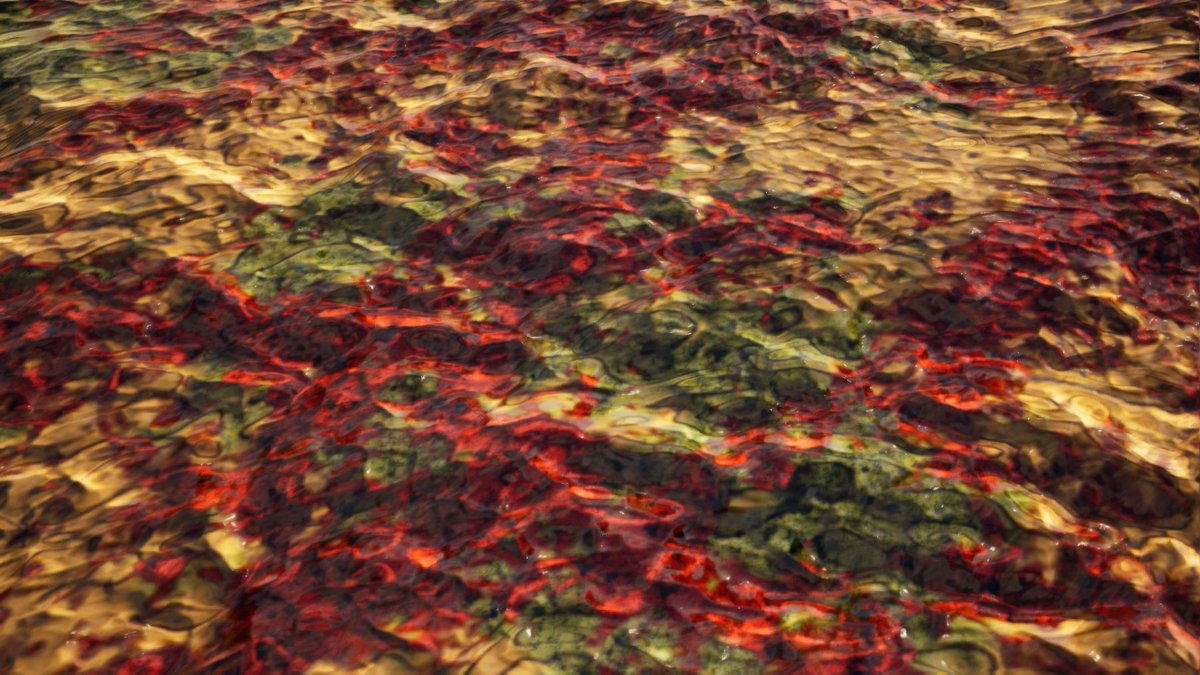 WINGFOX STUDIO OFFICAL tweet media