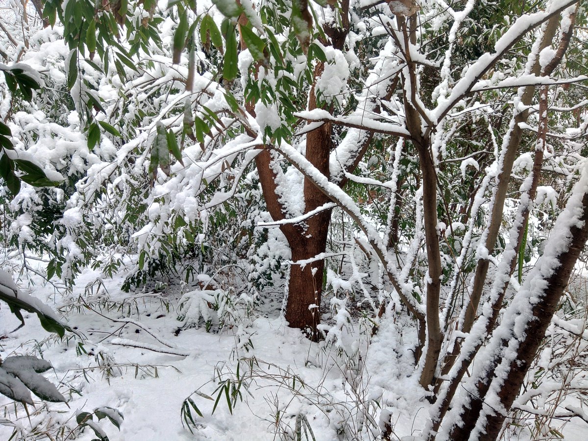 kaede8bit's tweet photo. 近所の雪山散歩 https://t.co/EYutdszrHG