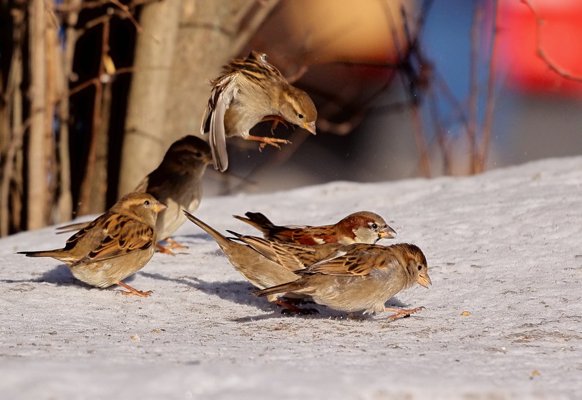 my name is Jastrząb, Wróbel Jastrząb