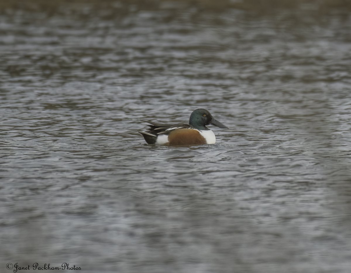 JanetPackham's tweet photo. We still have Shoveler on Middleton NR @Lancswildlife https://t.co/T7649JOh5L