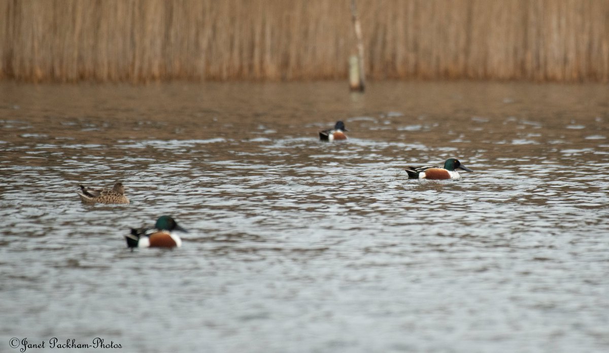 JanetPackham's tweet photo. We still have Shoveler on Middleton NR @Lancswildlife https://t.co/T7649JOh5L
