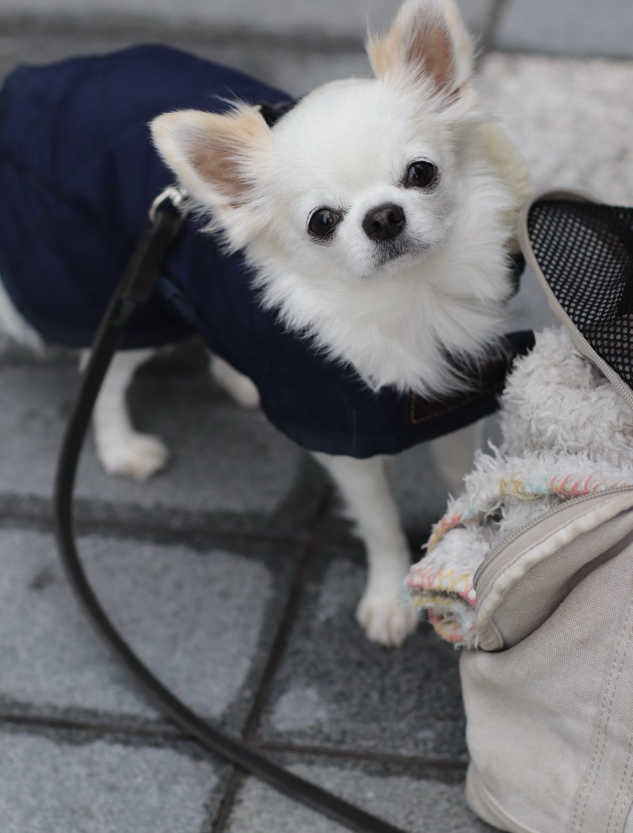 プーパがゆく。 (@ZenPupa31566) / Posts / X